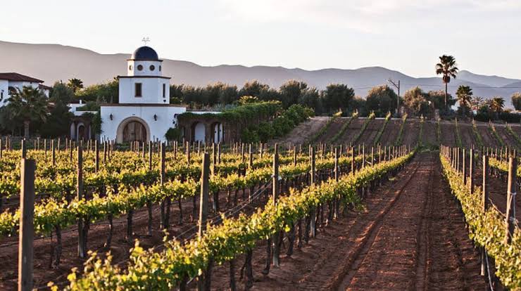 Ruta del Vino de Aguascalientes